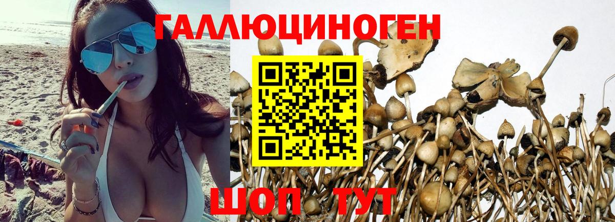 купить   Вход с VPN  Тара  Галлюциногенные грибы мицелий  Псилоцибиновые грибы ЛСД 
